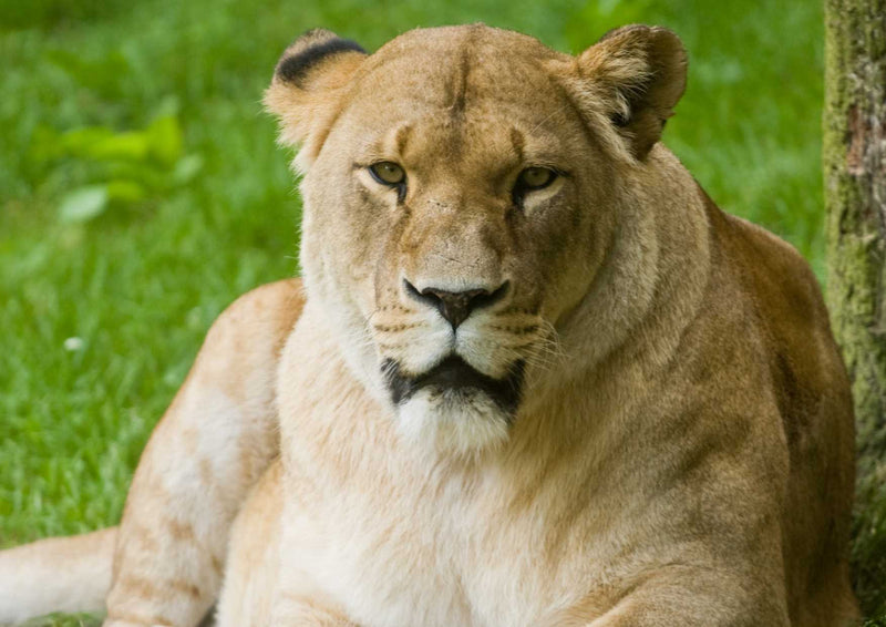 90557 Tierwelt - Löwin
