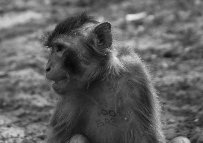 91547 Tierwelt - Affe