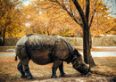 90583 Tierwelt - Nashorn