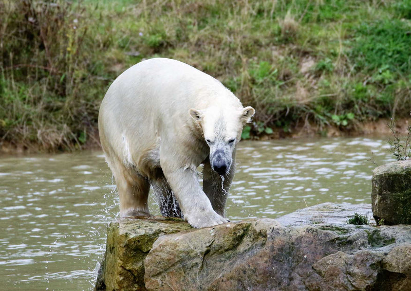 94125 Tierwelt - Eisbär auf Fels