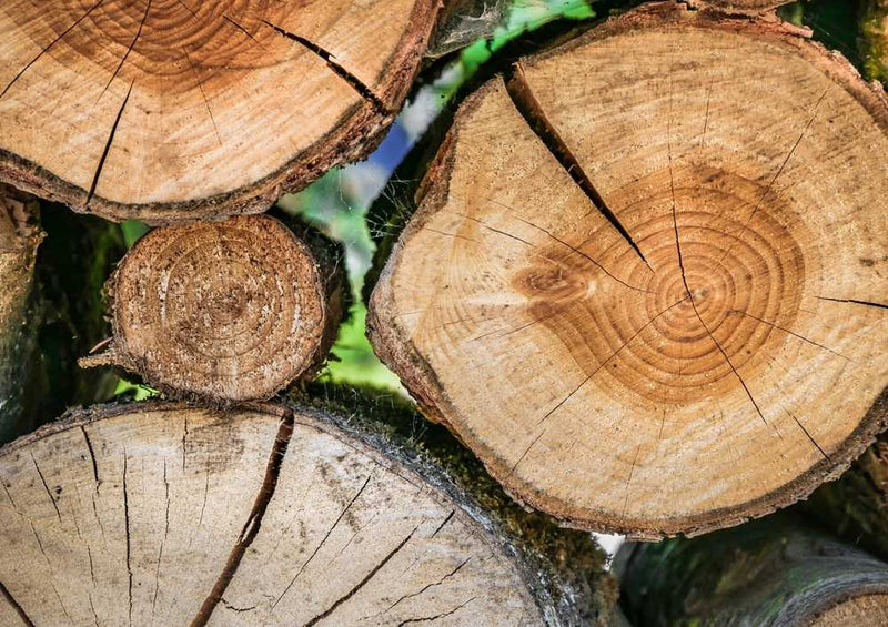 46643 Natur - Baumstämme Puzzle