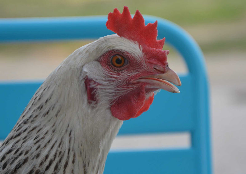 90578 Tierwelt - Huhn