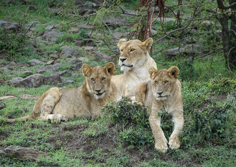 93594 Tierwelt - Löwen