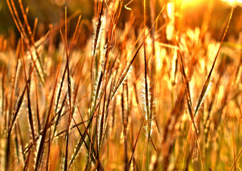 90107 Natur - Gräser