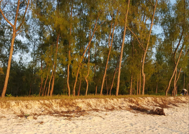 91717 Natur - Strand
