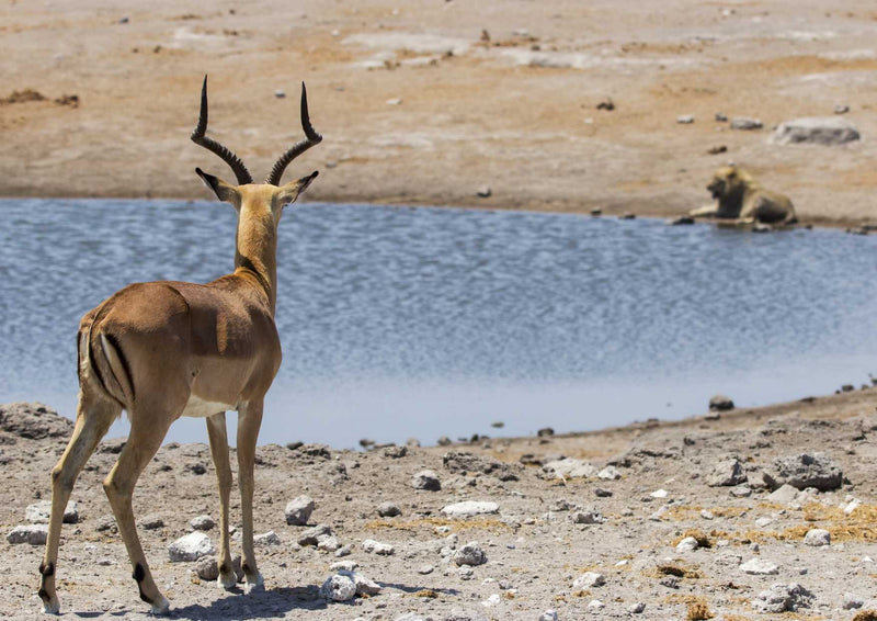 90185 Tierwelt - Gazelle