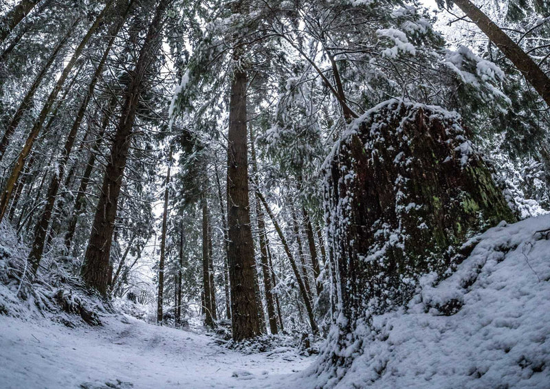 91590 Natur - Winterwald
