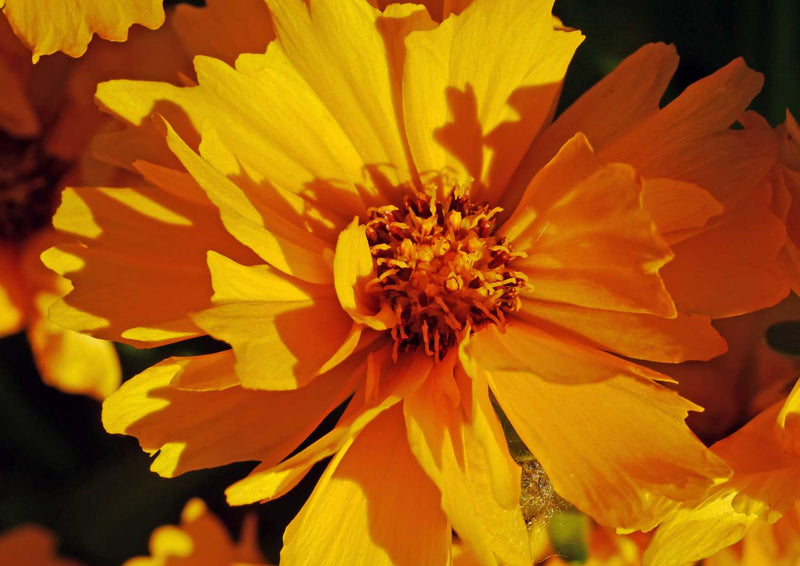 89167 Natur - Blume