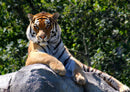93506 Tierwelt - Tiger