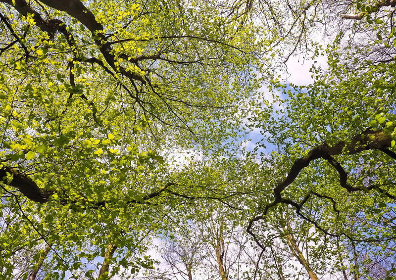 90265 Natur - Bäume