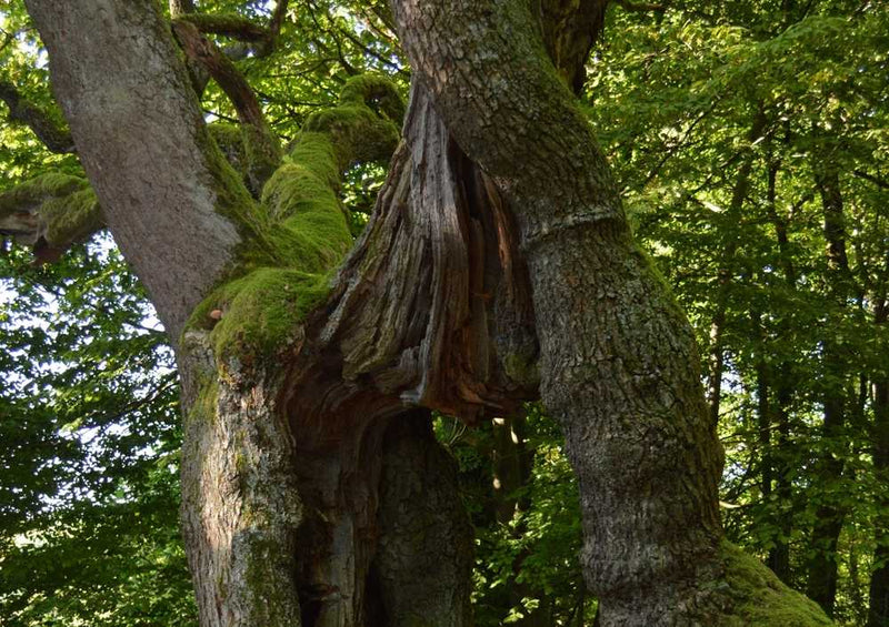59962 Natur - Bett Körper Puzzle