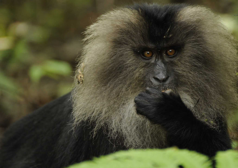 90997 Tierwelt - Affe