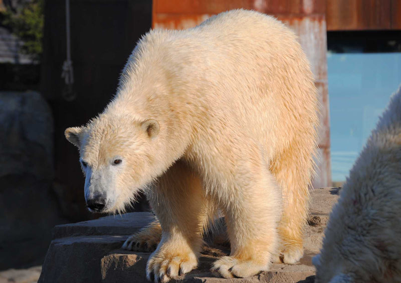 94097 Tierwelt - Polar-Bär