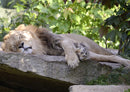 90646 Tierwelt - Schlafender Löwe