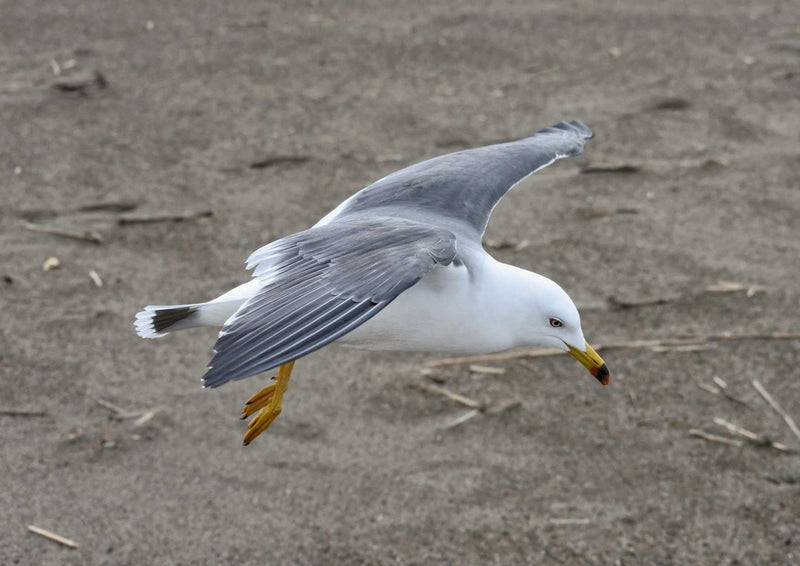 89819 Tierwelt - Fliegende Möwe