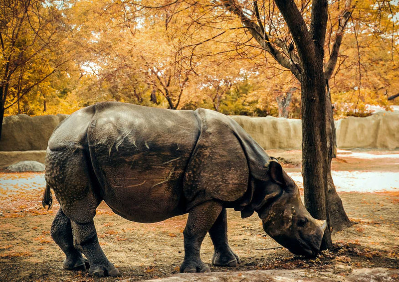 91850 Tierwelt - Nashorn