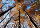 91886 Natur - Wald