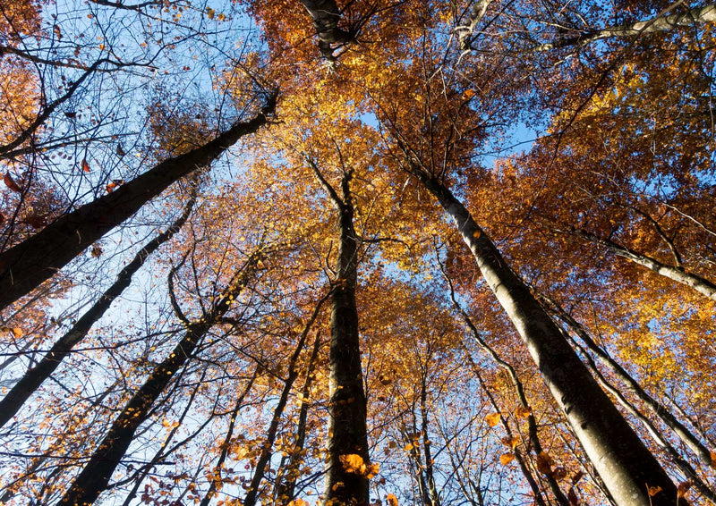 91886 Natur - Wald