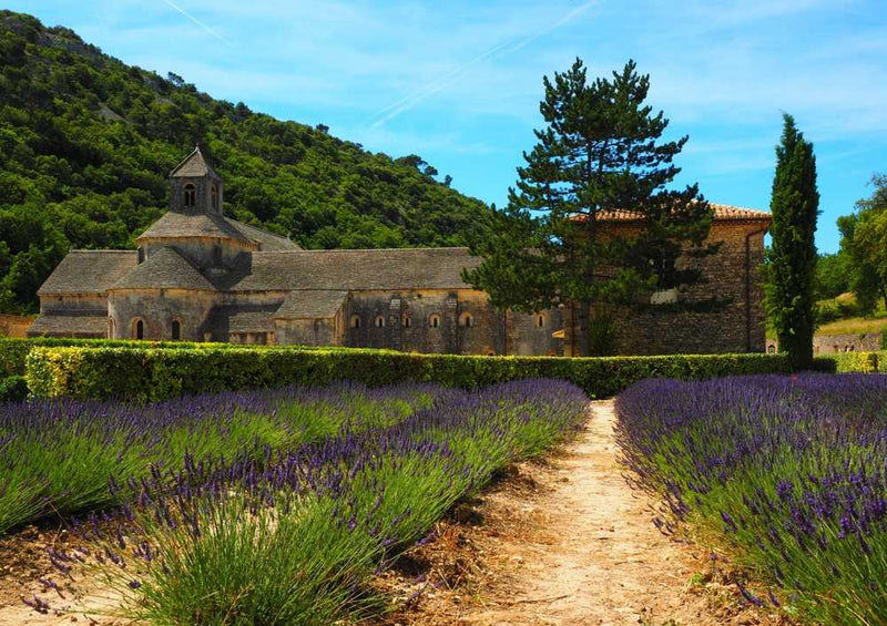 63886 Natur - Lavendel