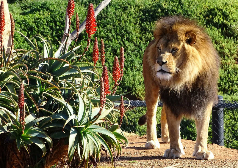 92909 Tierwelt - Löwe