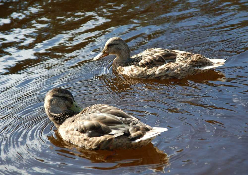 66358 Tierwelt - Entenpaar Puzzle