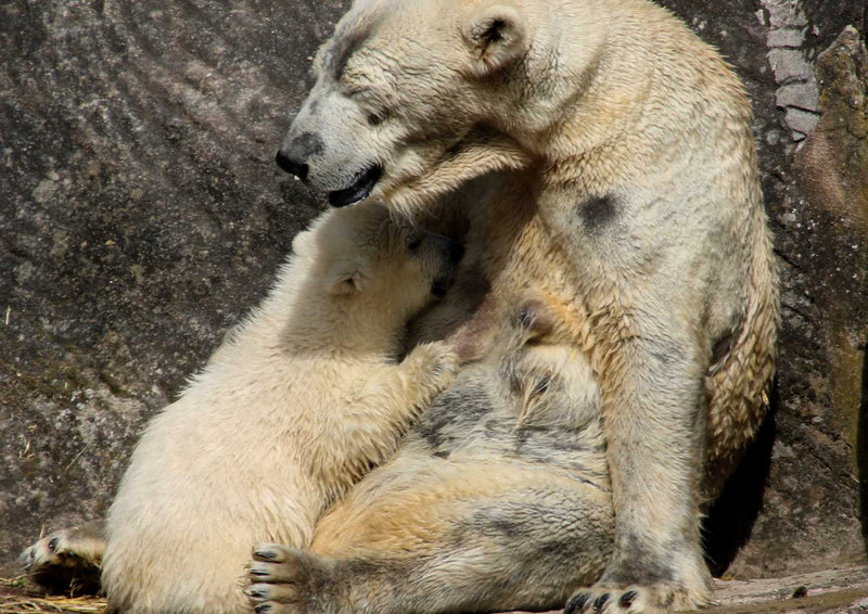 94100 Tierwelt - Eisbär und Junge