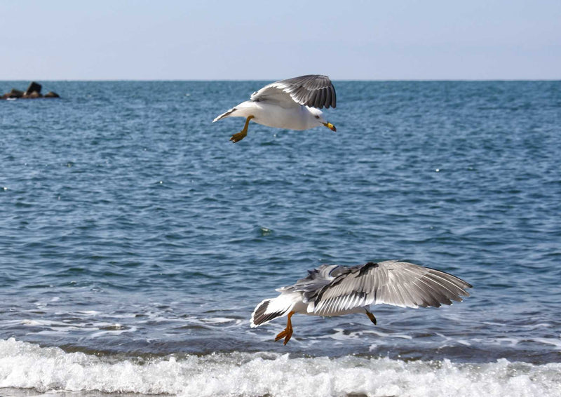 89986 Tierwelt - Möwen