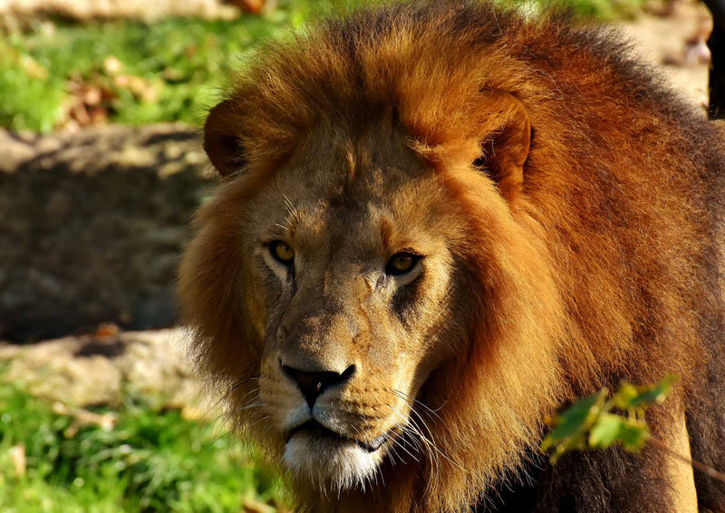 93616 Tierwelt - Löwe