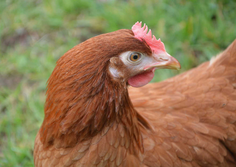 91312 Tierwelt - Huhn