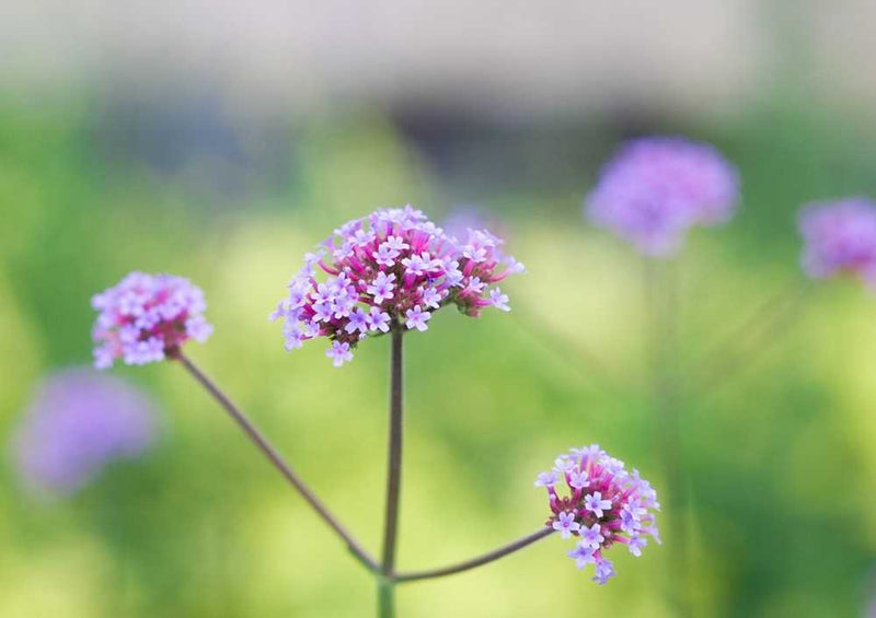 63130 Natur - Blume Puzzle