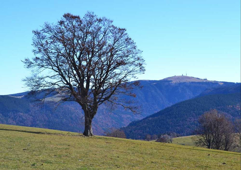 46590 Natur - Schwarzwald Puzzle