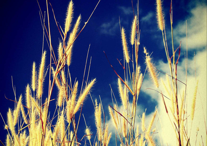 91692 Natur - Feld