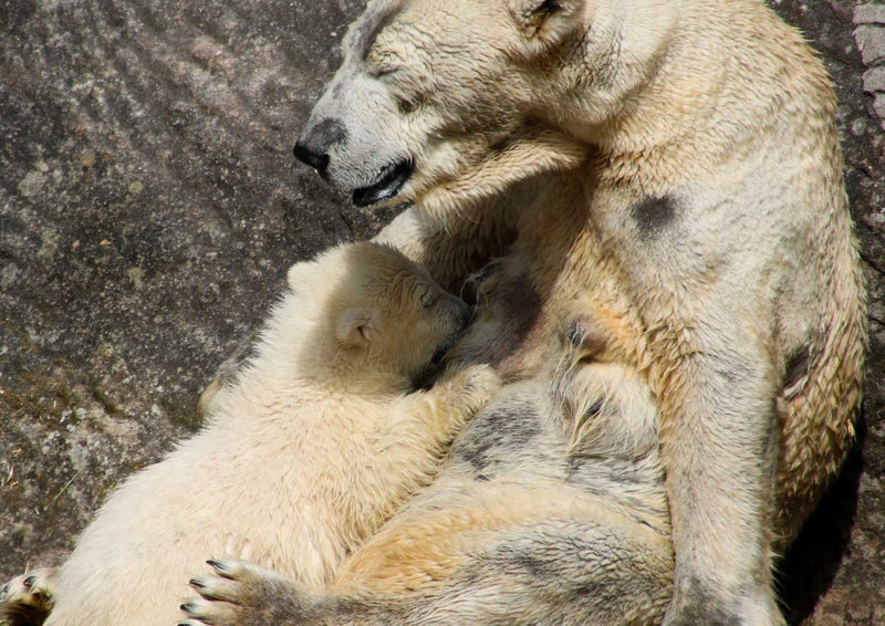 94122 Tierwelt - Eisbärbaby