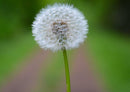92105 Natur - Pusteblume