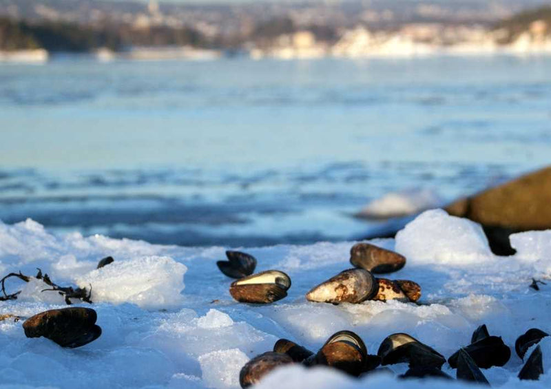 66790 Natur - Norwegen Puzzle