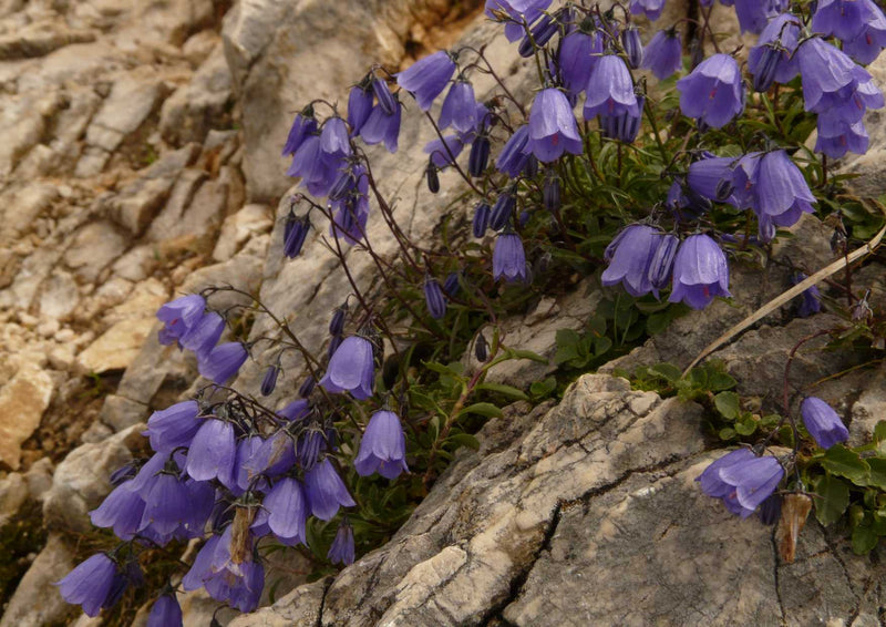 90002 Natur - Glockenblume