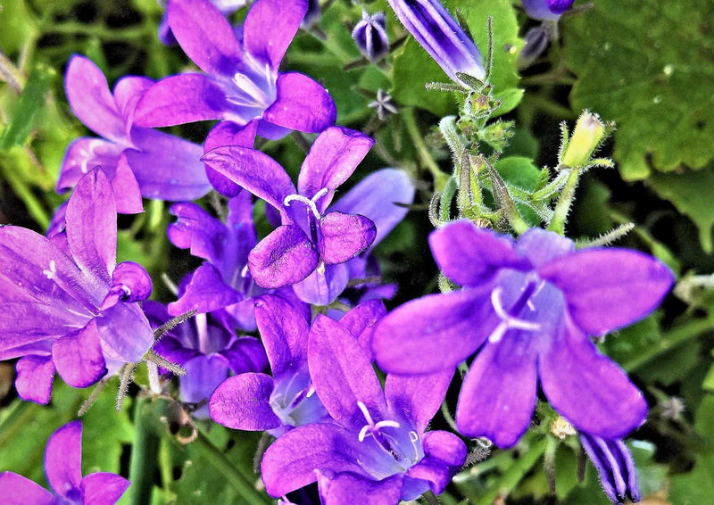 92066 Natur - Glockenblumen