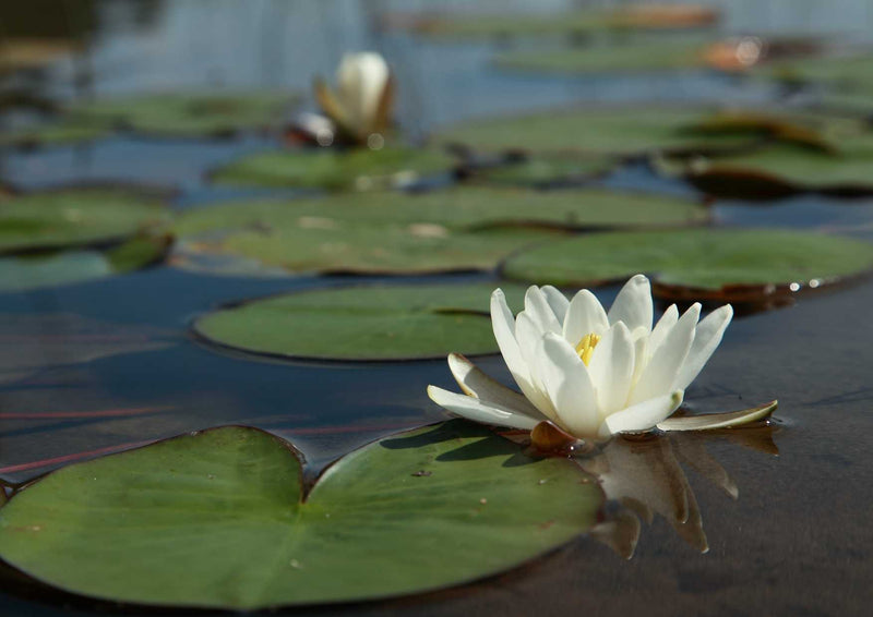90547 Natur - Seerose