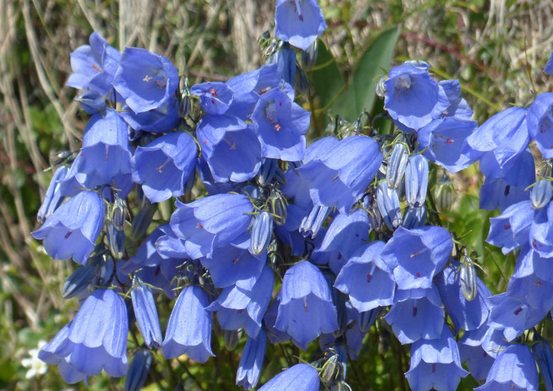 91628 Natur - Zwerg Glockenblume