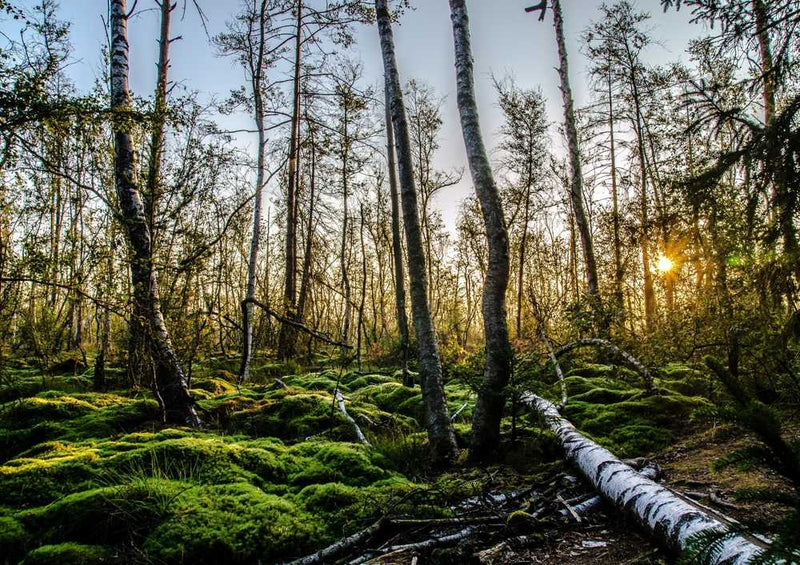 48035 Natur - Wald Puzzle