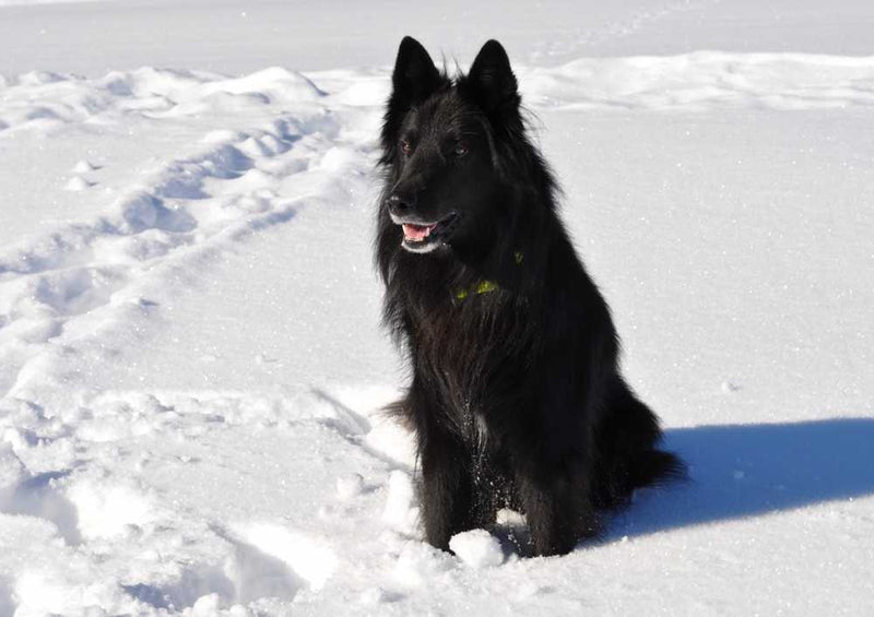 46768 Tierwelt - Schwarzer hund Puzzle