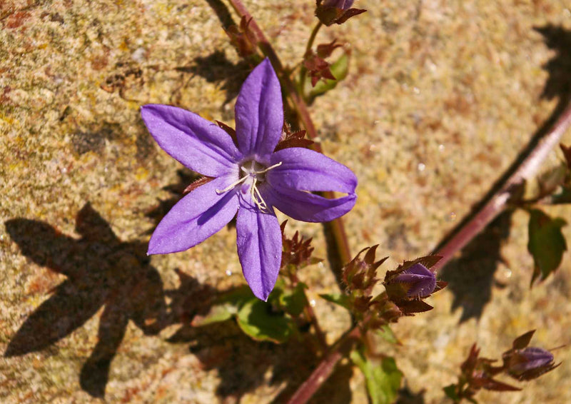 89968 Natur - Glockenblume