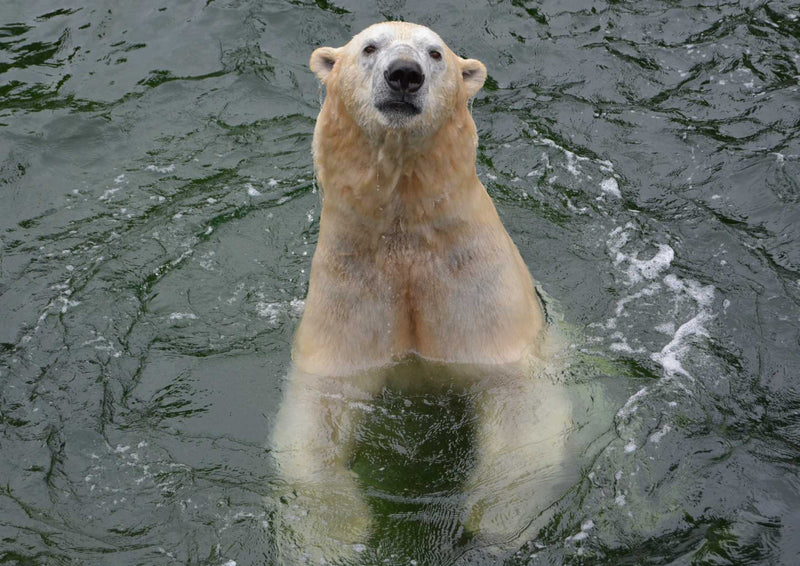 94129 Tierwelt - Eisbär