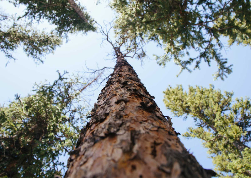 91735 Natur - Baum