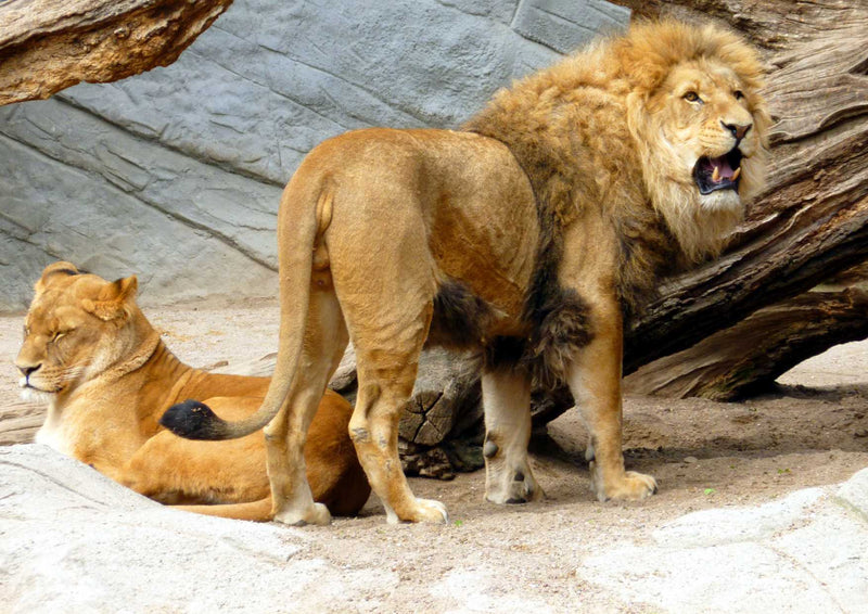 92369 Tierwelt - Löwen