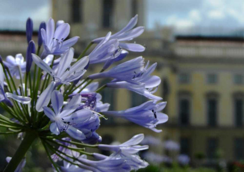 59116 Natur - Blühende Blumen Puzzle