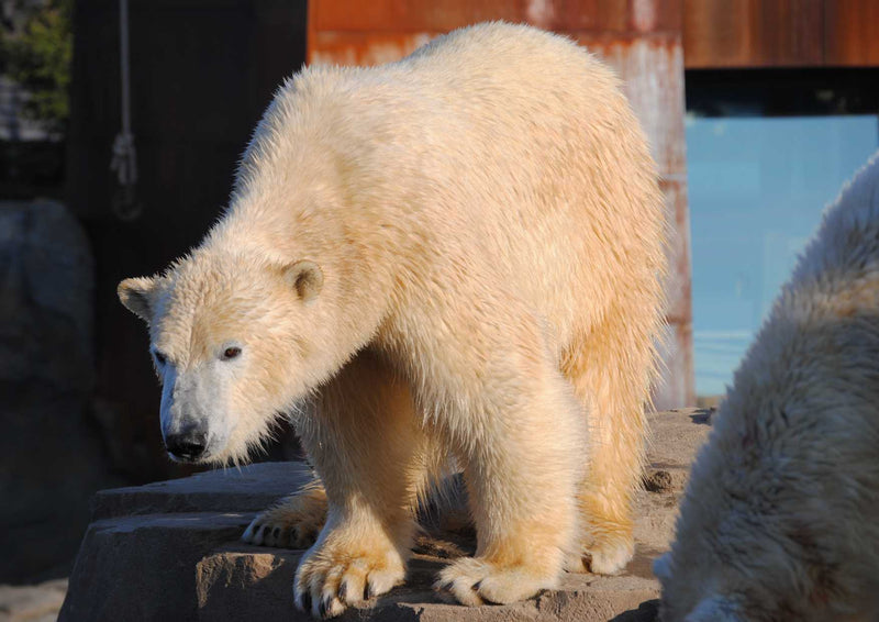 93224 Tierwelt - Eisbär