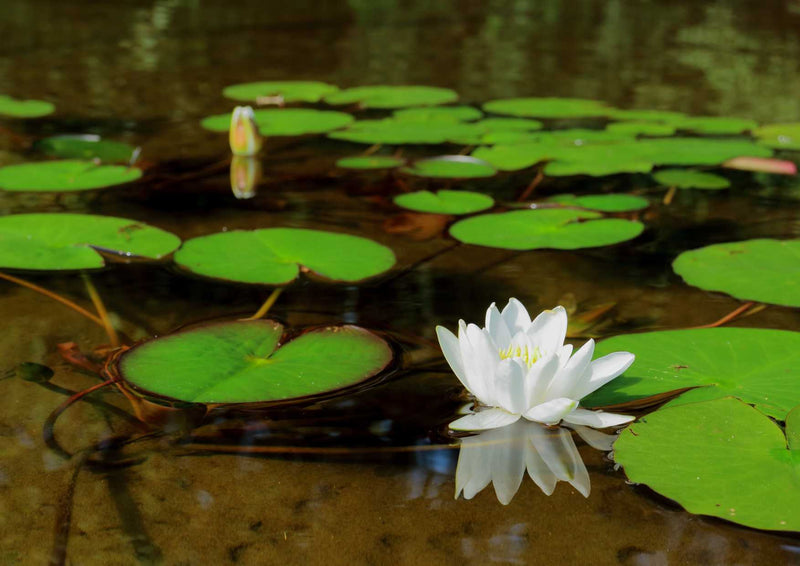 92418 Natur - Seerose