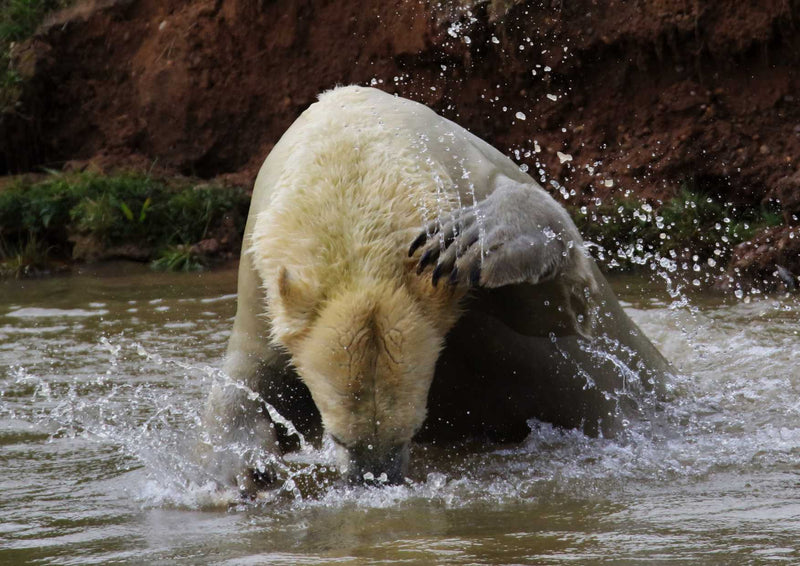 93232 Tierwelt - Eisbär