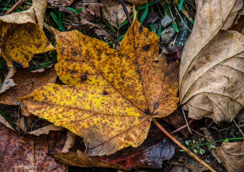 46567 Hintergründe - Herbst Puzzle